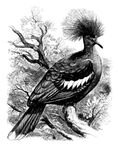 111 Crowned Pigeon