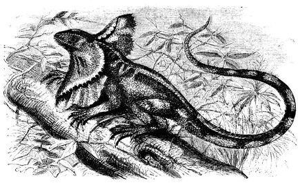 117 Frilled Lizard