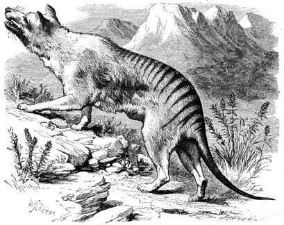 144 Tasmanian Tiger