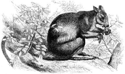 146 Tree Kangaroo