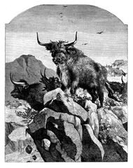 266 Highland Cattle