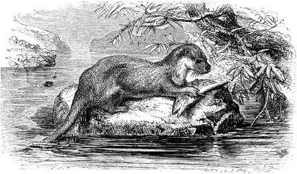 298 Otter