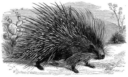 302 Porcupine