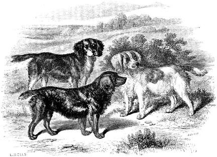 236 Cocker Spaniels