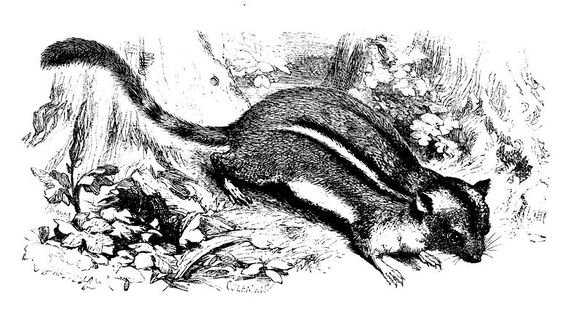 261 Ground Squirrel