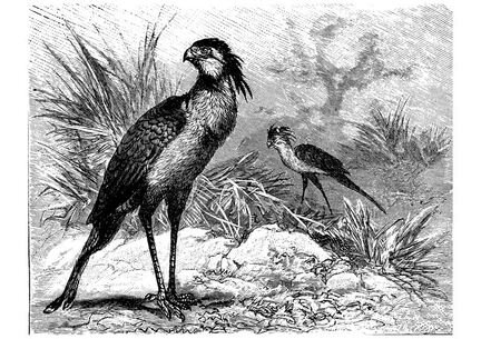 578 Secretary Bird b