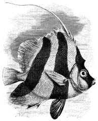 289 Masked Bannerfish