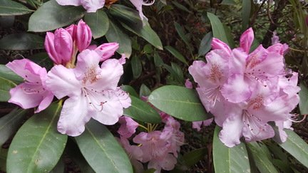 Pink Rhododendron