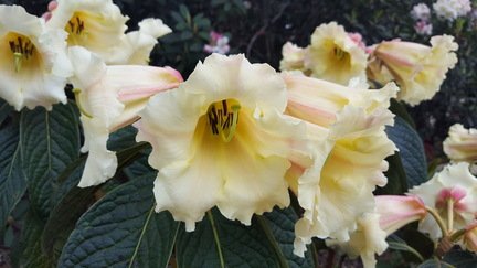 Rhododendron 3